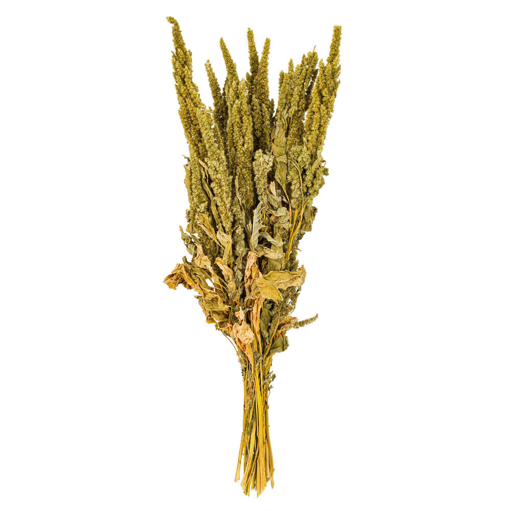 22” Natural Green Upright Amaranthus
