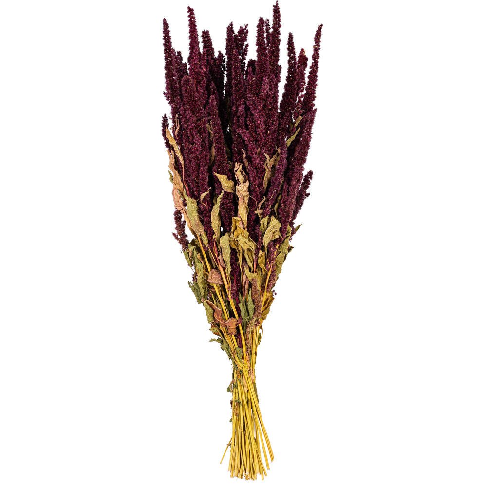 22” Natural Bordeaux Upright Amaranth