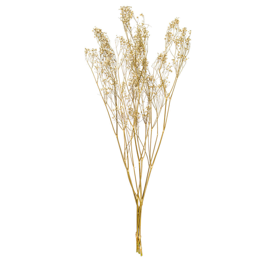 24” Natural White Dried Gypsophila .7 oz