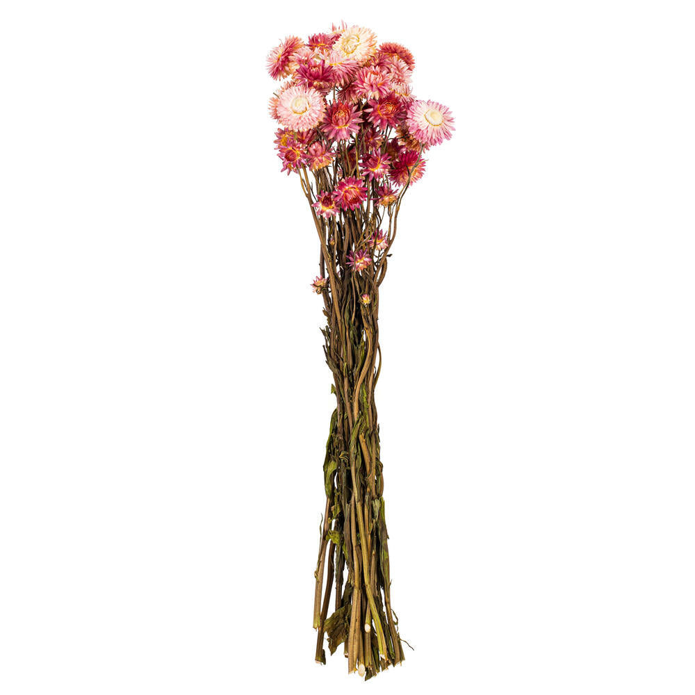 20” Nat. Pink Straw Flower Helichrysum
