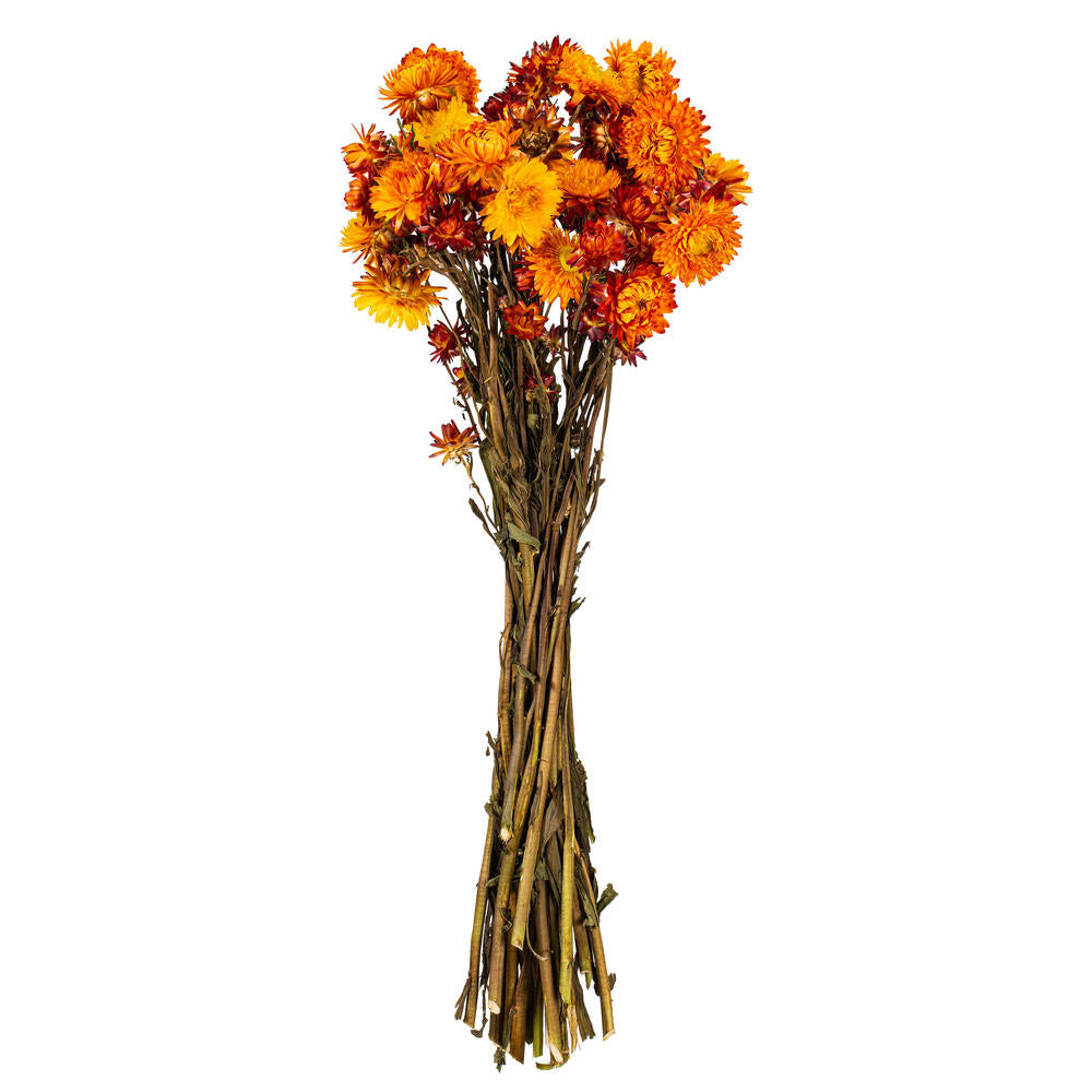 20” Nat. Autumn Straw Flower Helichrysum