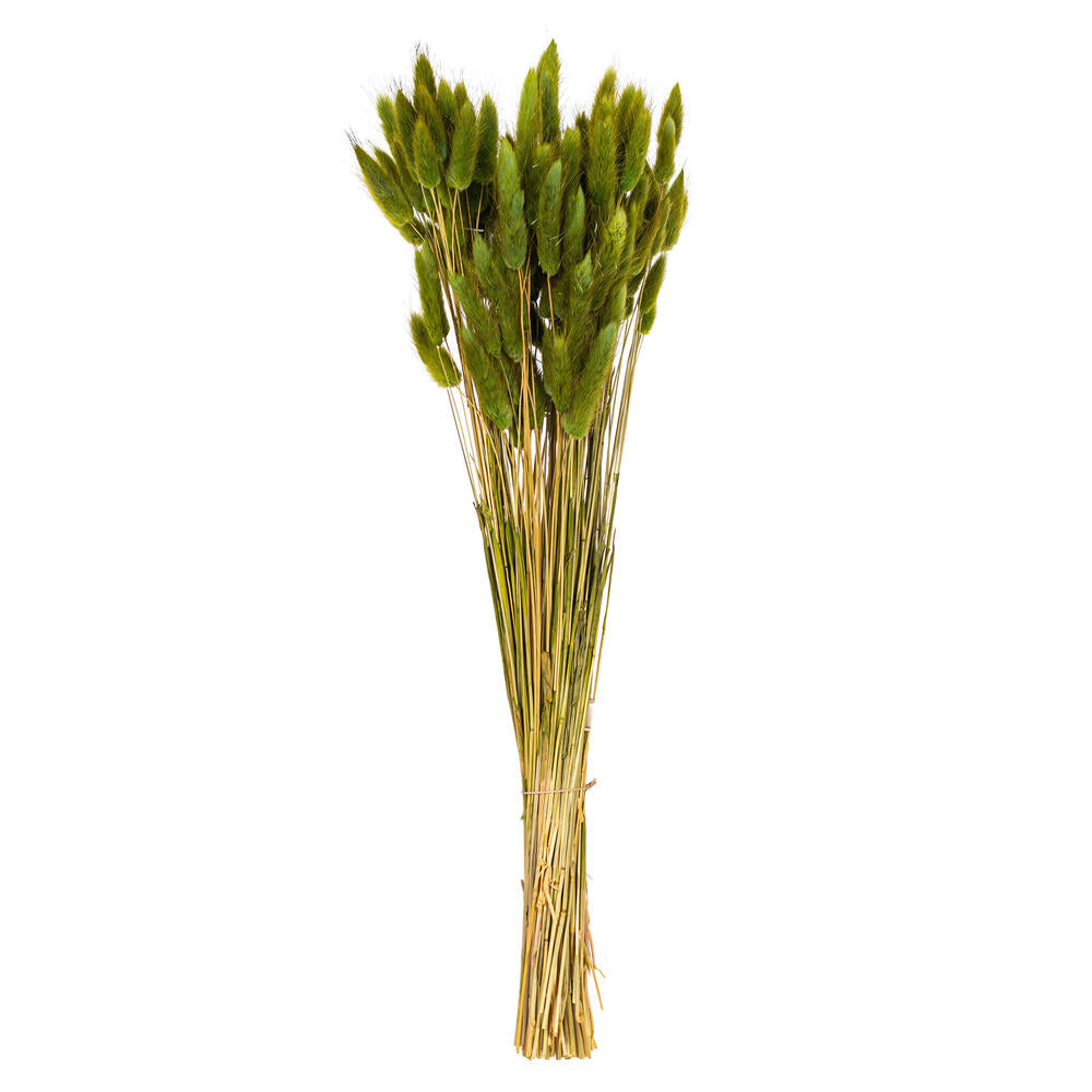 24” Basil Bunny Tail Lagurus 3.5 oz.