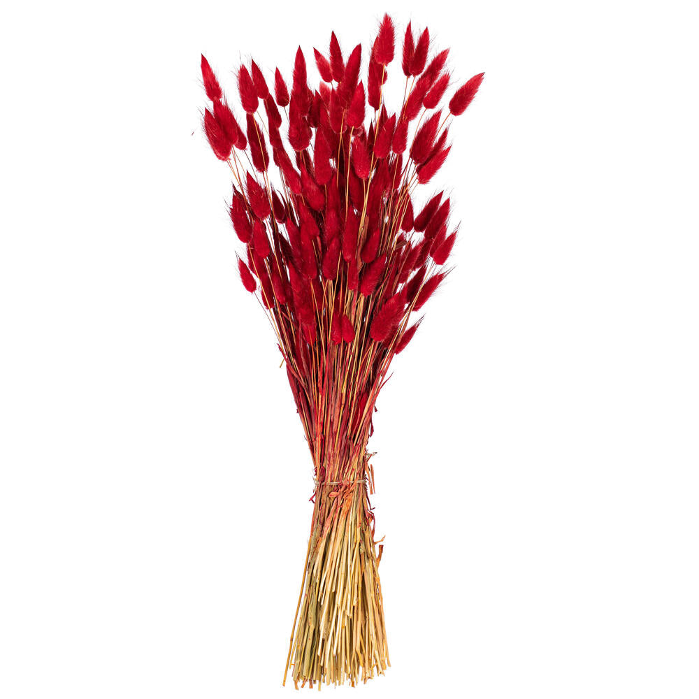 24” Red Bunny Tail Lagurus 3.5 oz.