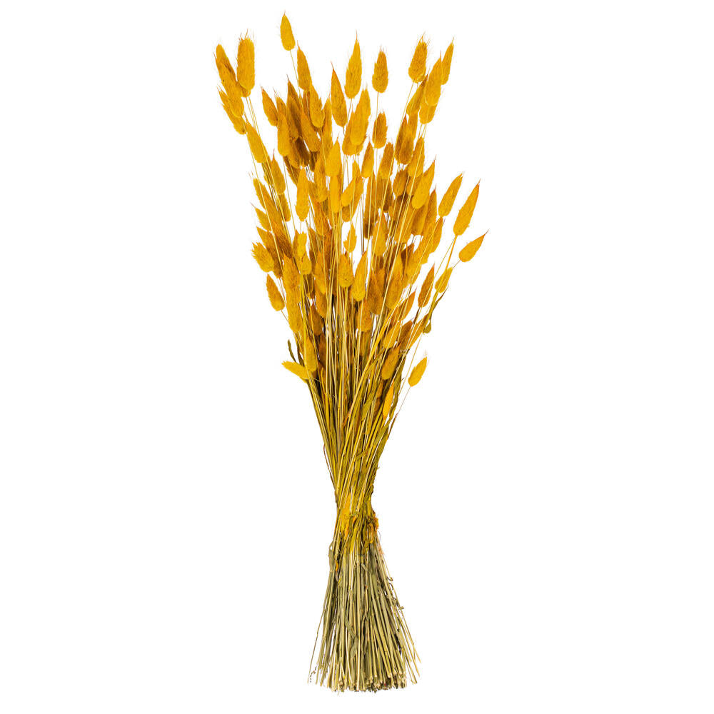 24” Aspen Gold Bunny Tail Lagurus 3.5 oz