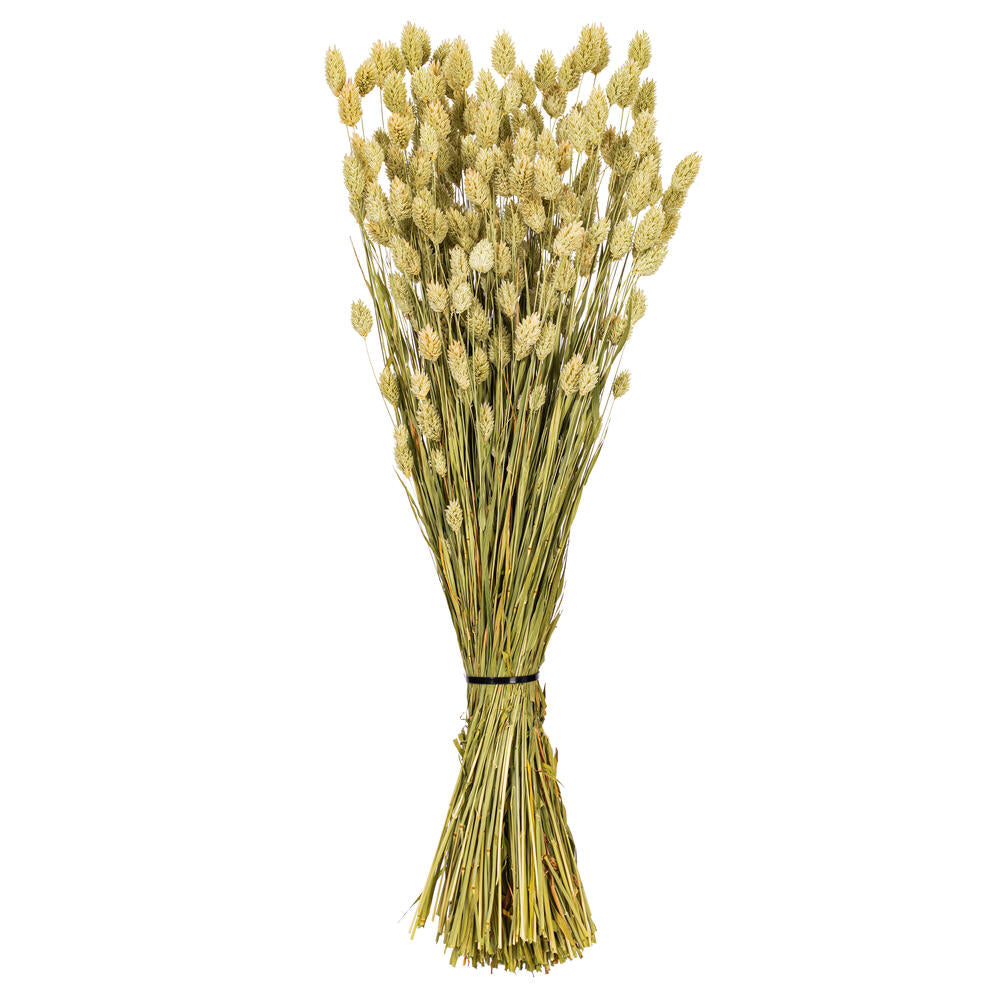 26” Natural Green Phalaris Bunch 7 oz.