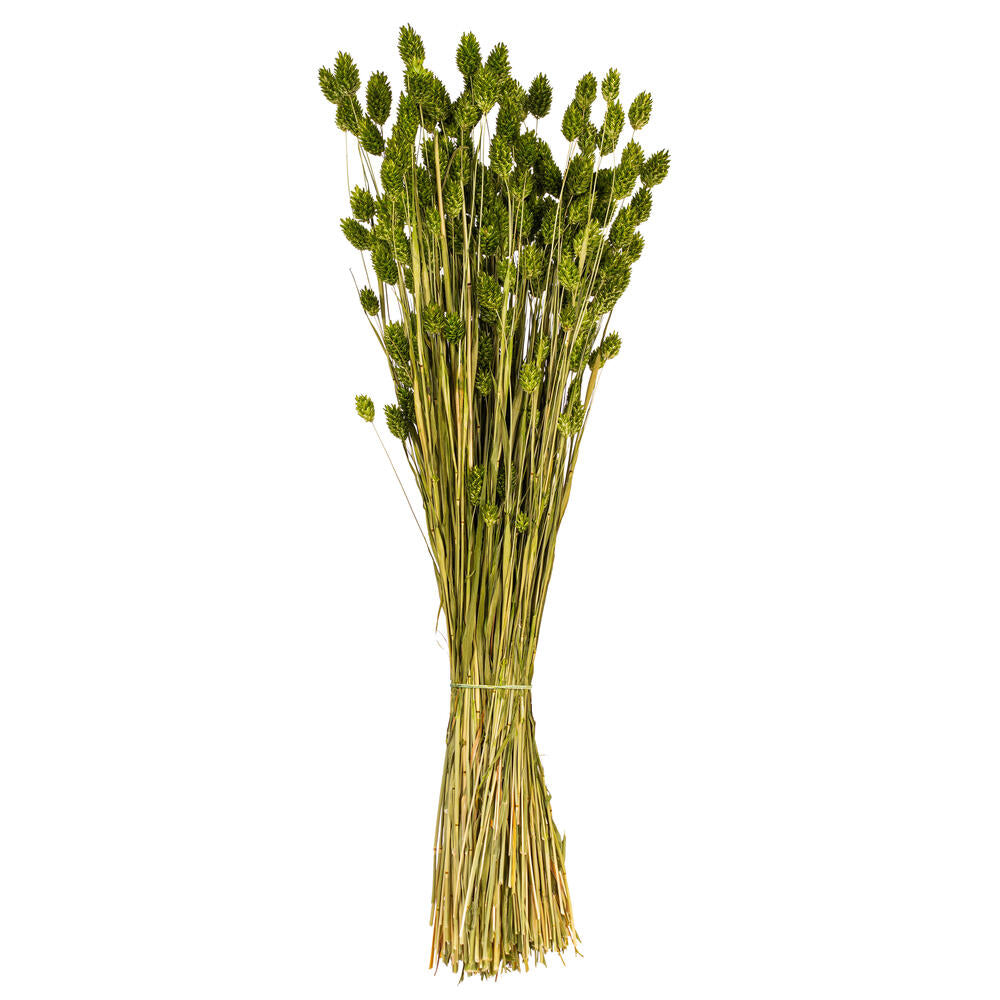 26” Green Phalaris Bunch 7 oz.