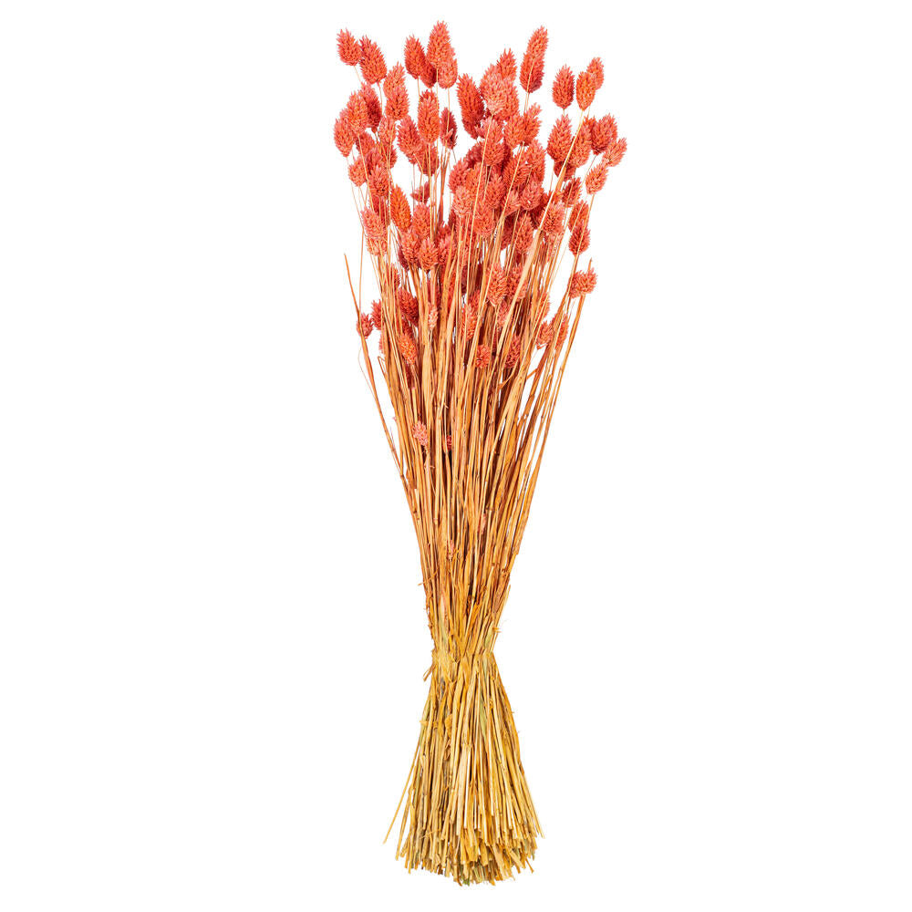 26” Pink Phalaris Bunch 7 oz.