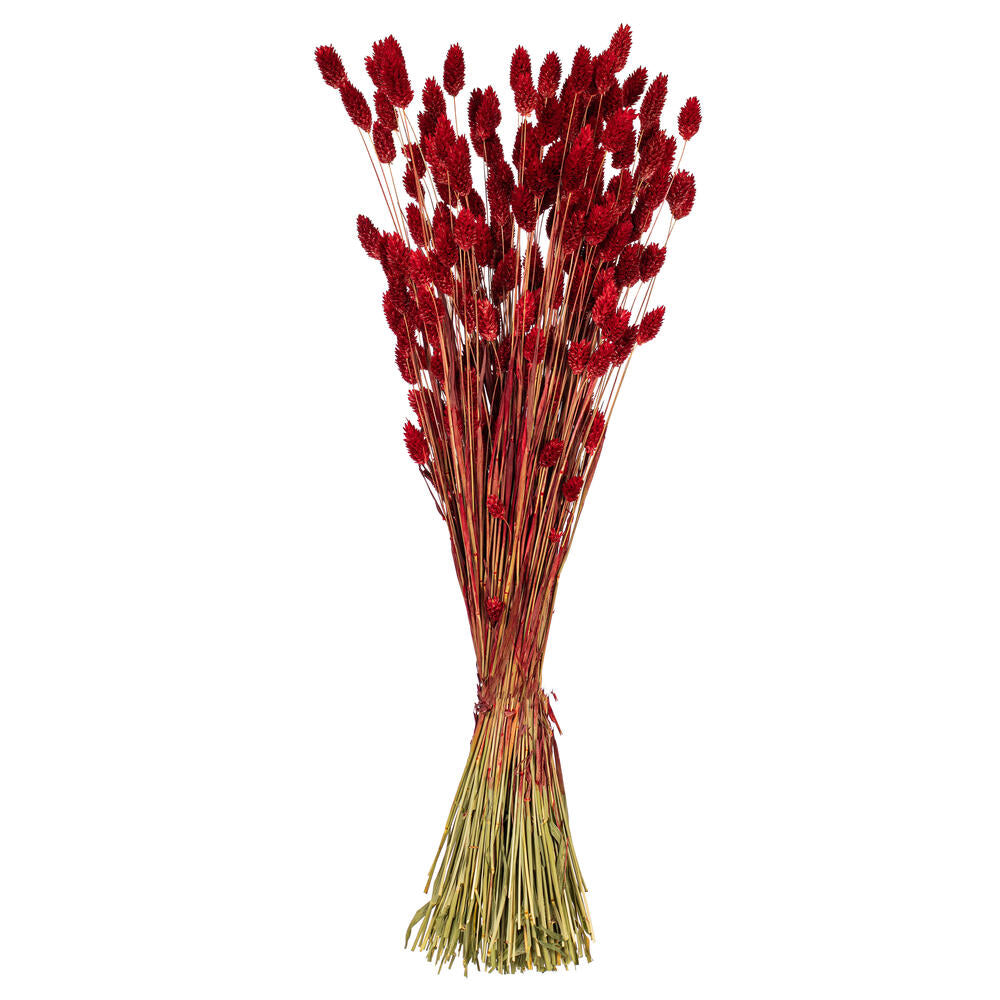 26” Red Phalaris Bunch 7 oz.