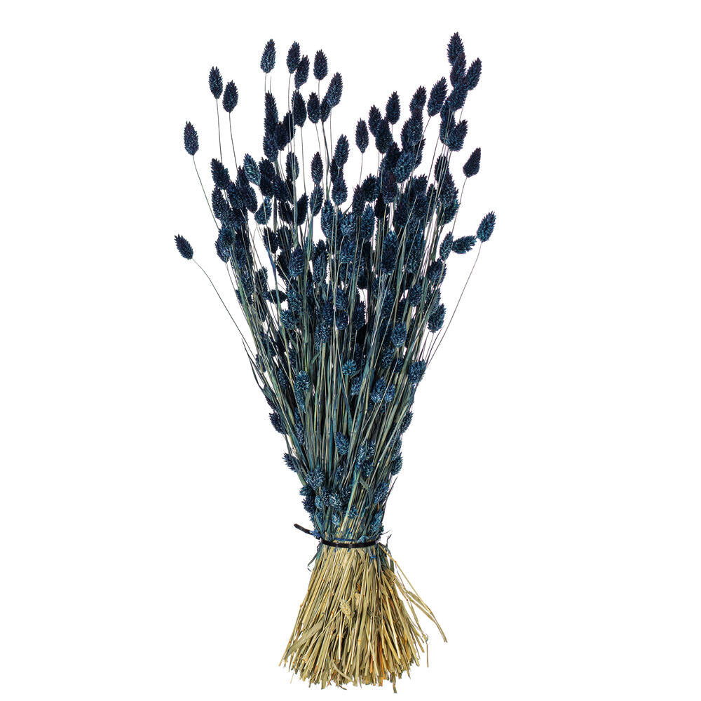 26” Dark Blue Phalaris Bunch 7 oz.