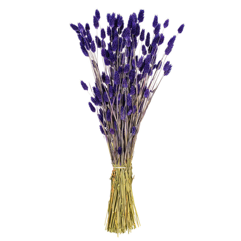 26” Purple Phalaris Bunch 7 oz.