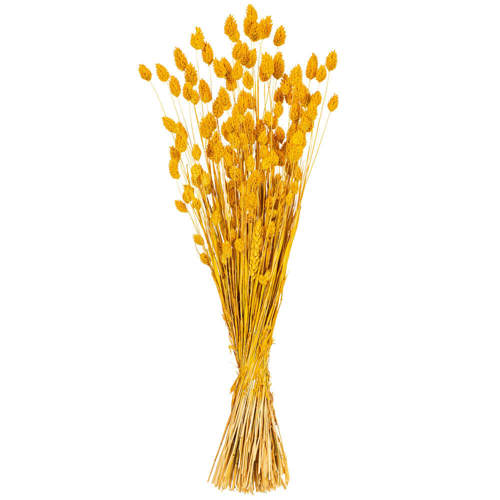 26” Yellow Phalaris Bunch 7 oz.