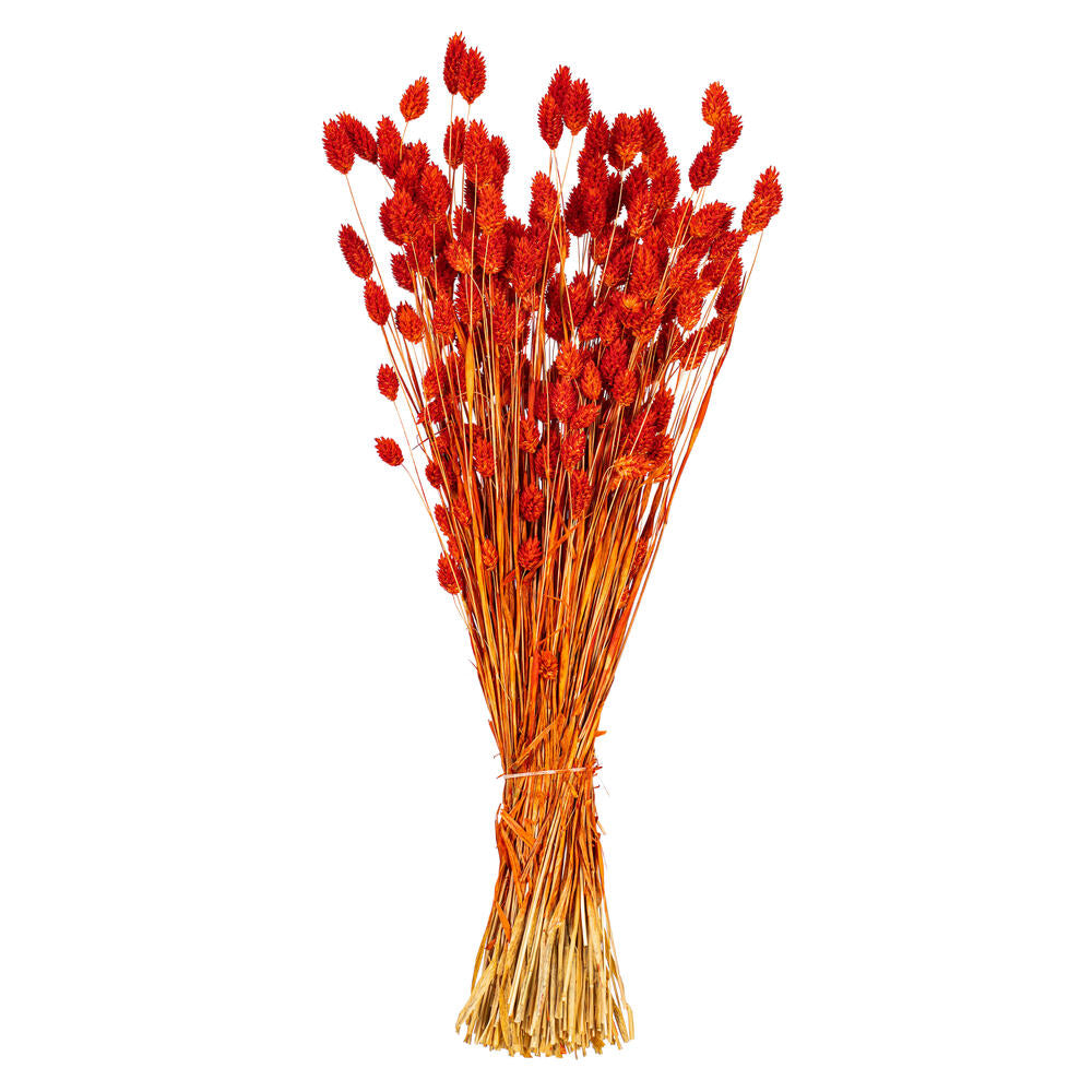 26” Orange Phalaris Bunch 7 oz.