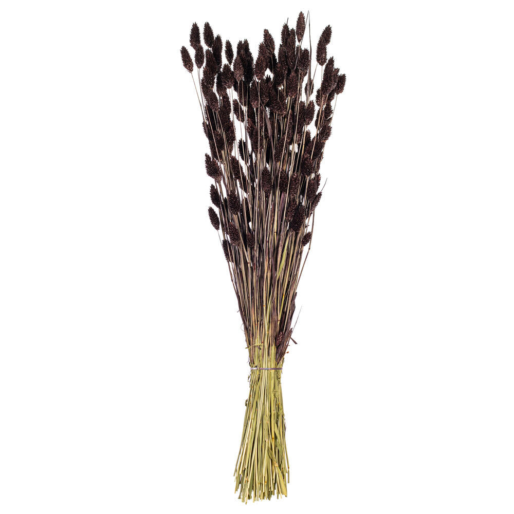 26” Brown Phalaris Bunch 7 oz.