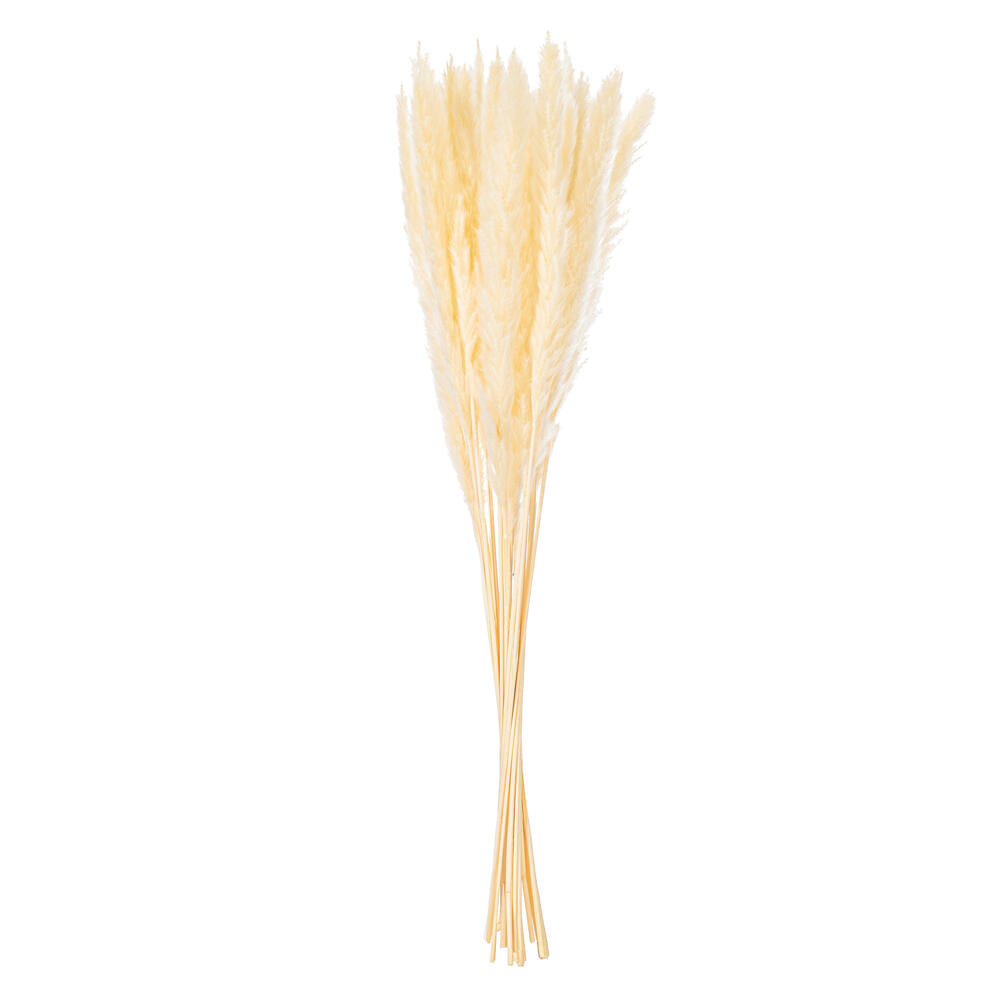 30” Bleached Reed Bunch