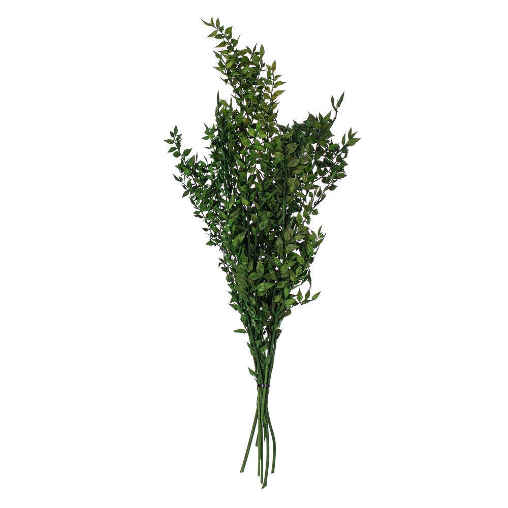 30” Emerald Preserved Ruscus 5.25 oz.