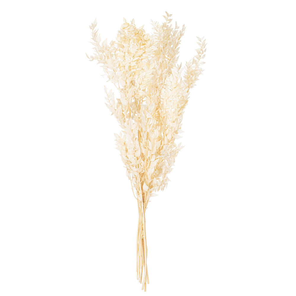 30″ Bleached Preserved Ruscus 5.25 oz.