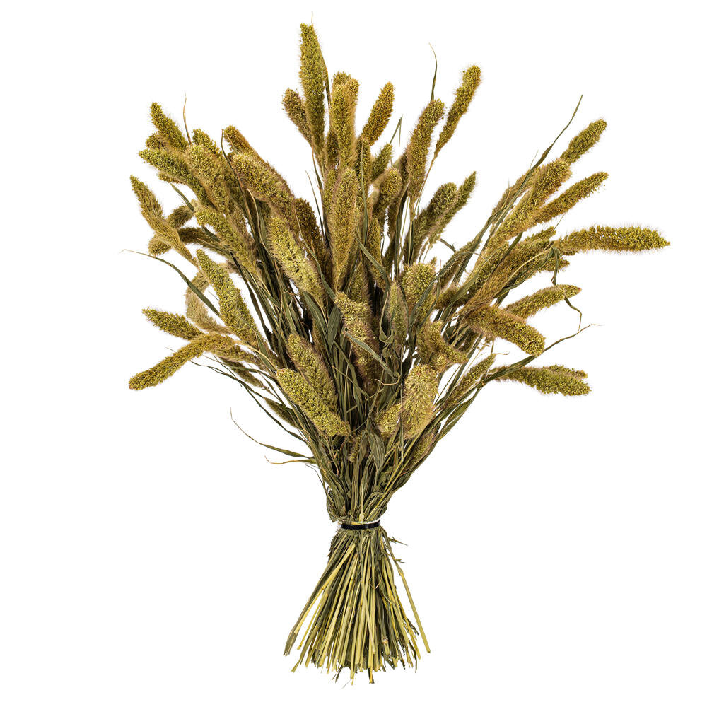 26” Natural Green Setarea Bunch 6 oz.