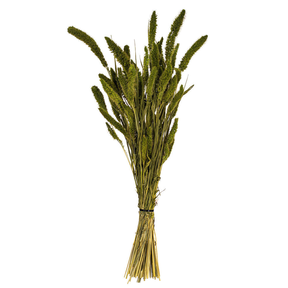 26” Green Setarea Bunch 6 oz.