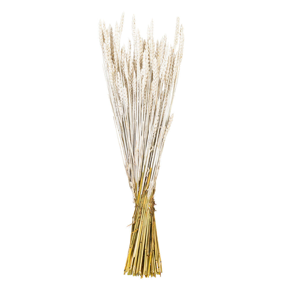 26” White Washed Wheat Tarwe Triticum