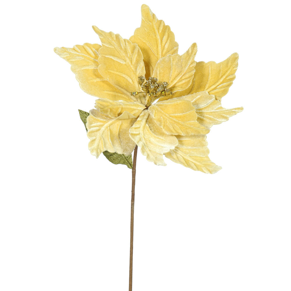 Vickerman 22″ Gold Poinsettia, 12″ Flower, 6/Bag - QG162708