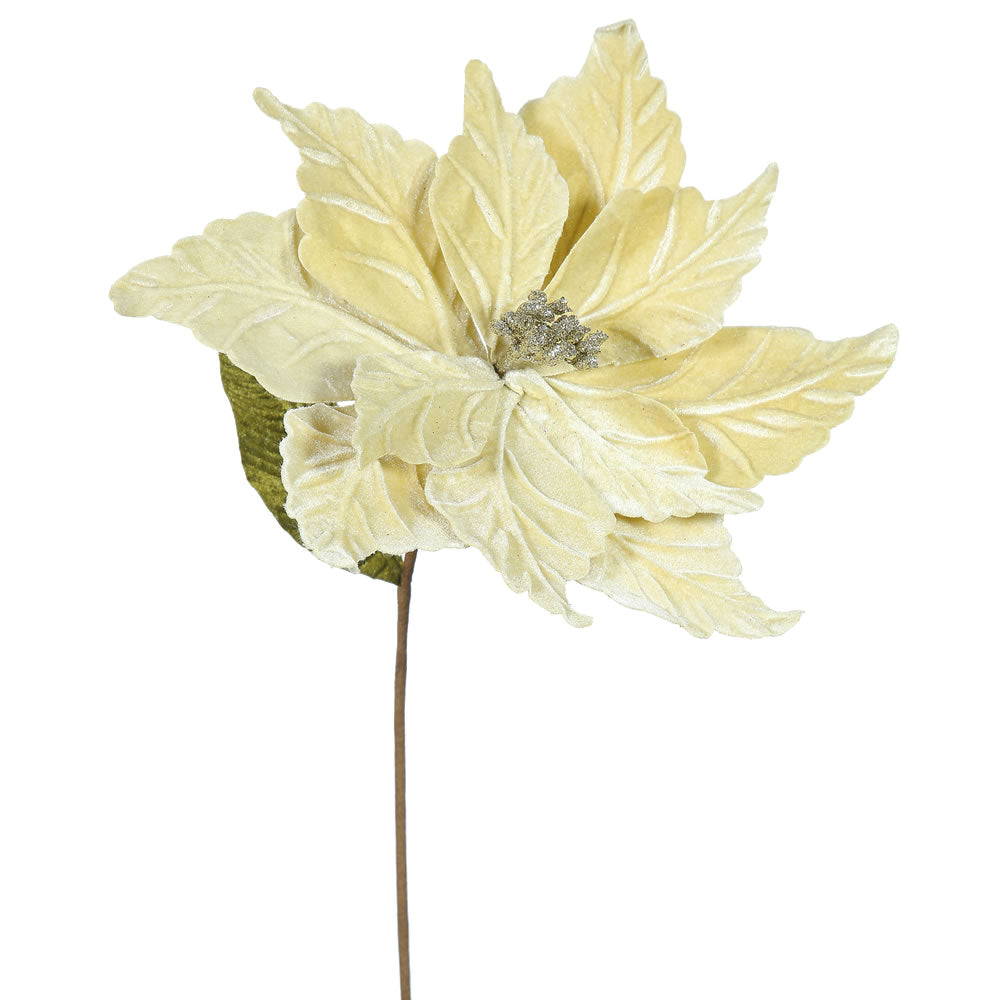 Vickerman 22″ Champagne Poinsettia 12″ Flowr 6/Bag - QG162738