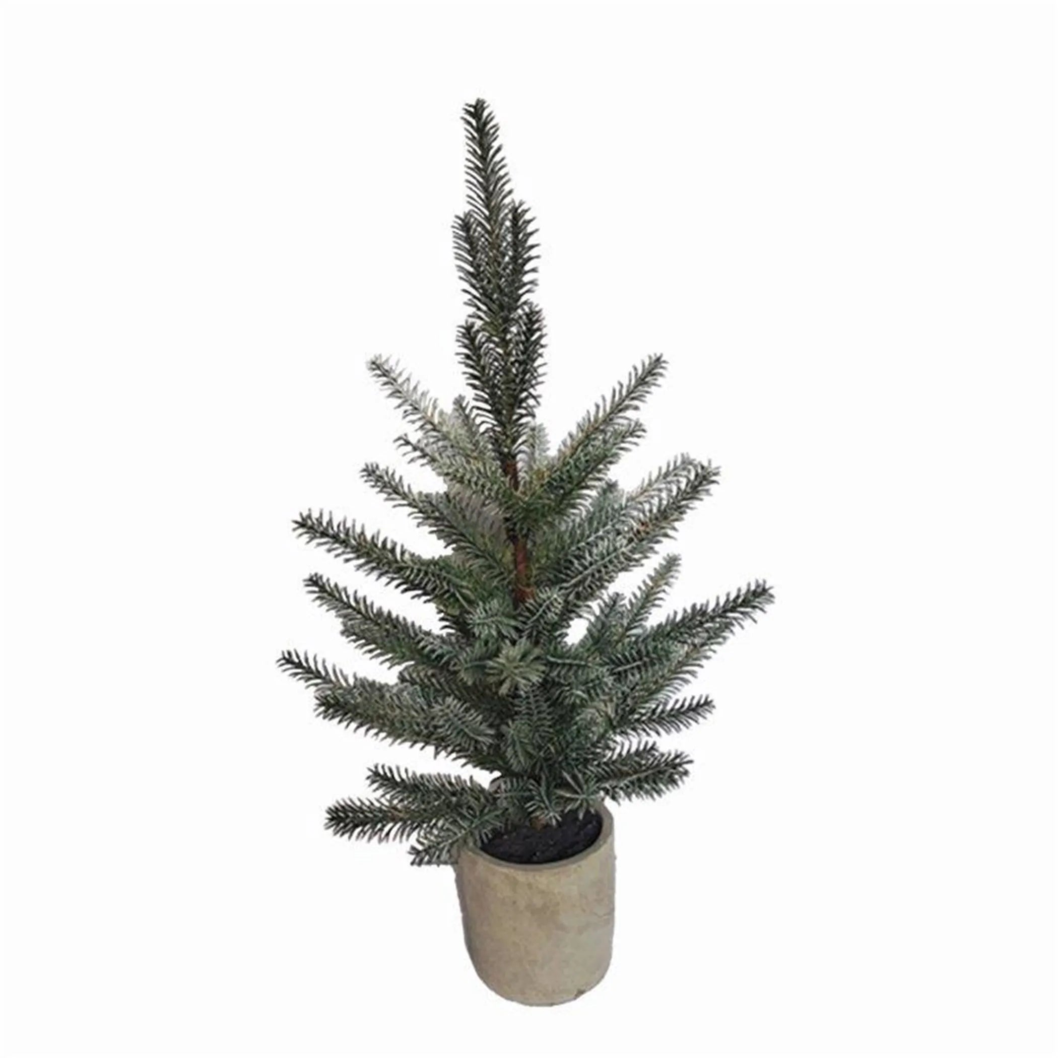 Pine Tree In Plastic Pot