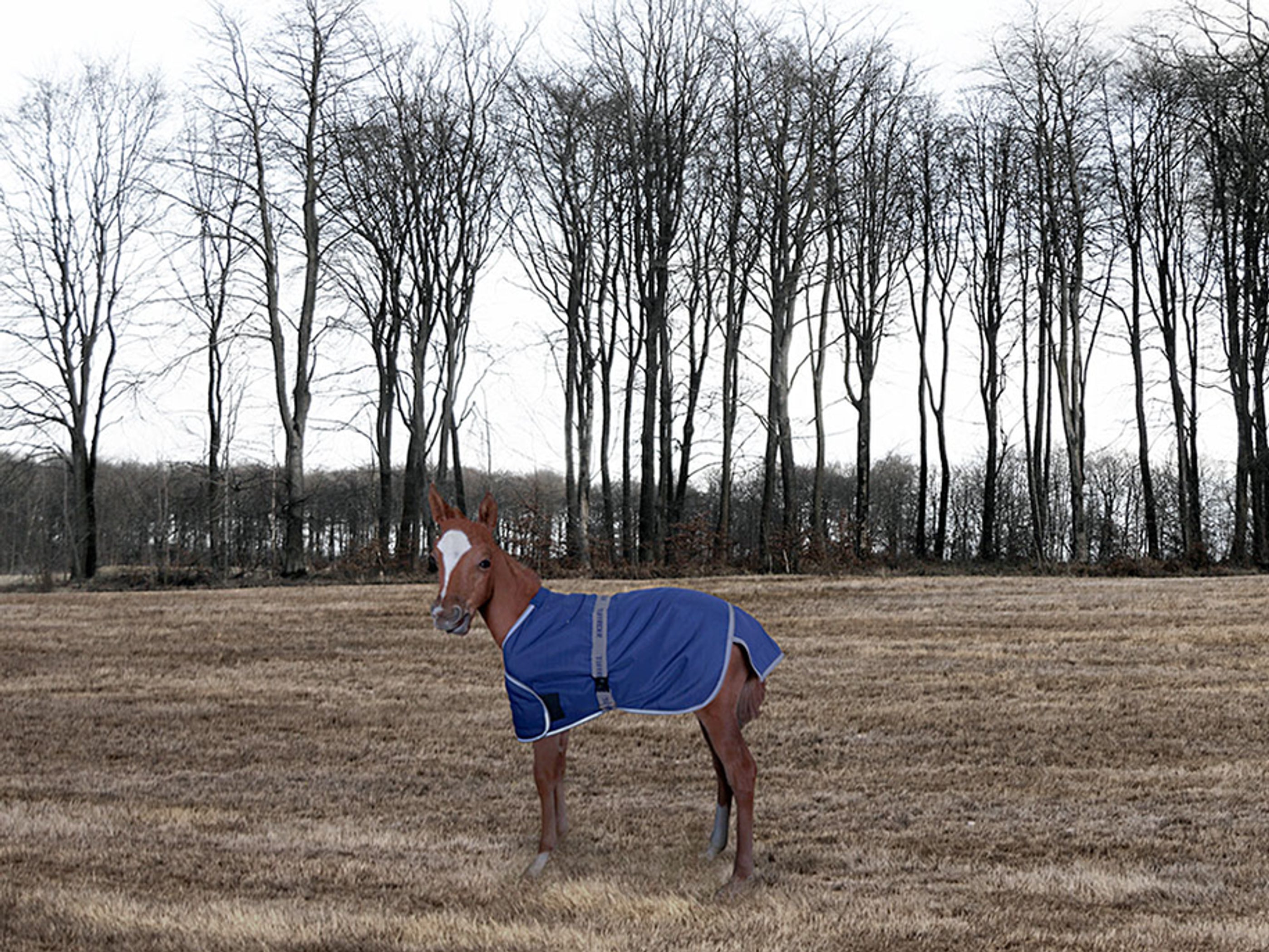 Tuffrider 1200D Ripstop Foal Adjustable Turnout Blanket
