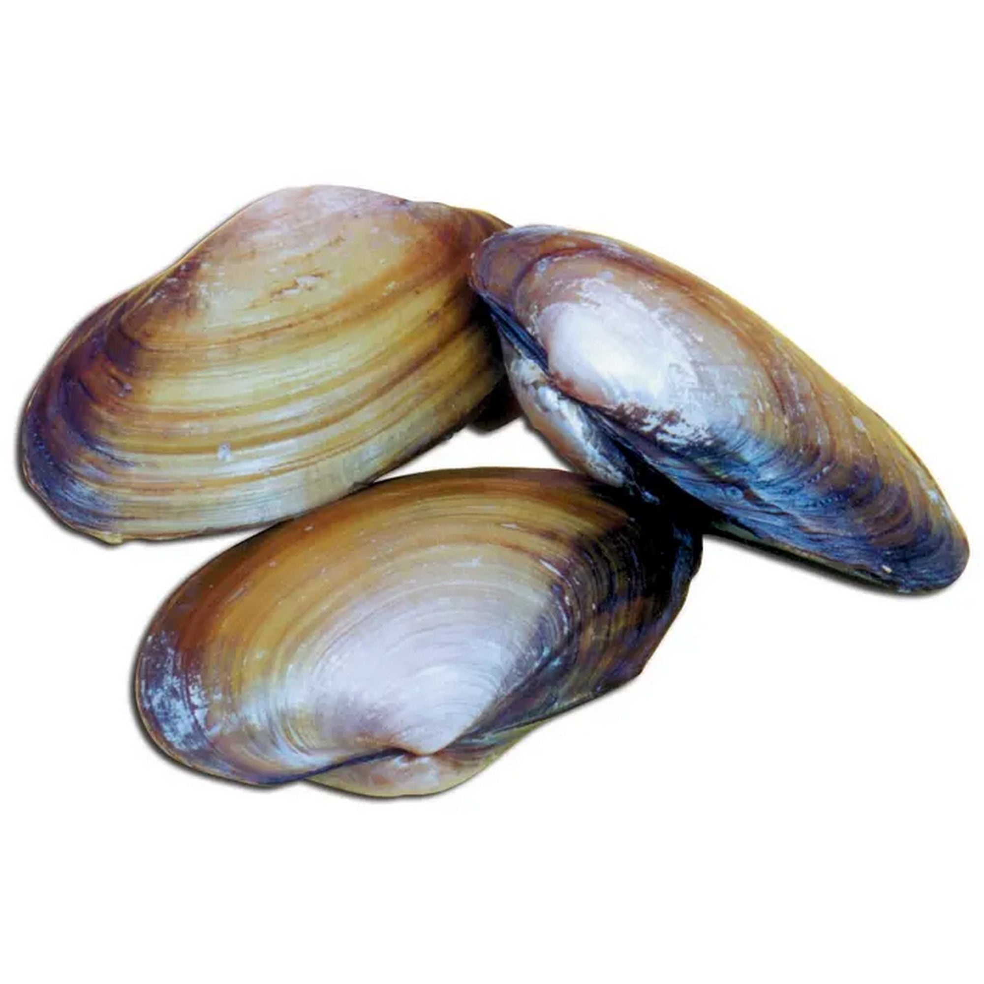 Frey Scientific Choice Preserved Freshwater Clams, Vacuum Sealed Pack of 10