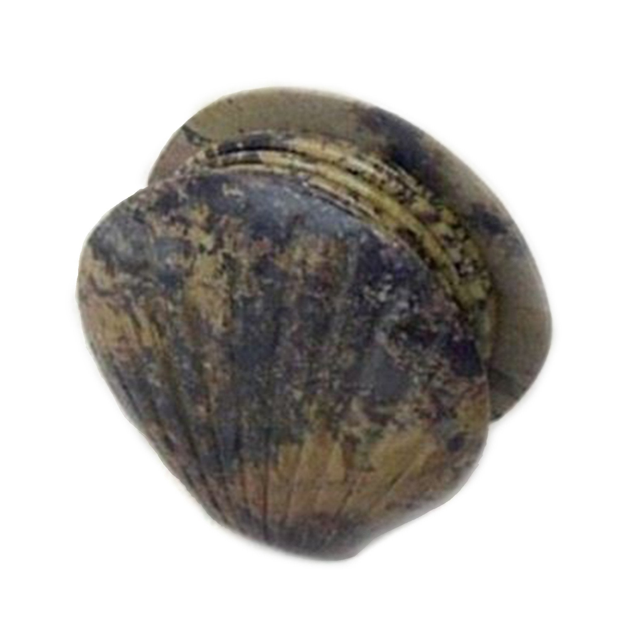 Shell Coaster Set Of 7