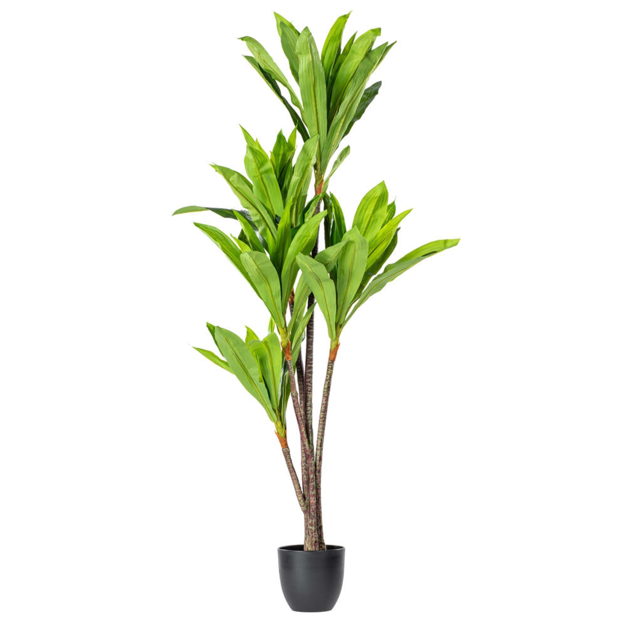 Vickerman 60″ Artificial Real Touch Dracaena.