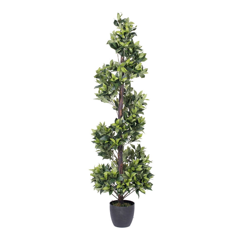 Vickerman 5' Spiral  Bay Tree in Pot - T161060