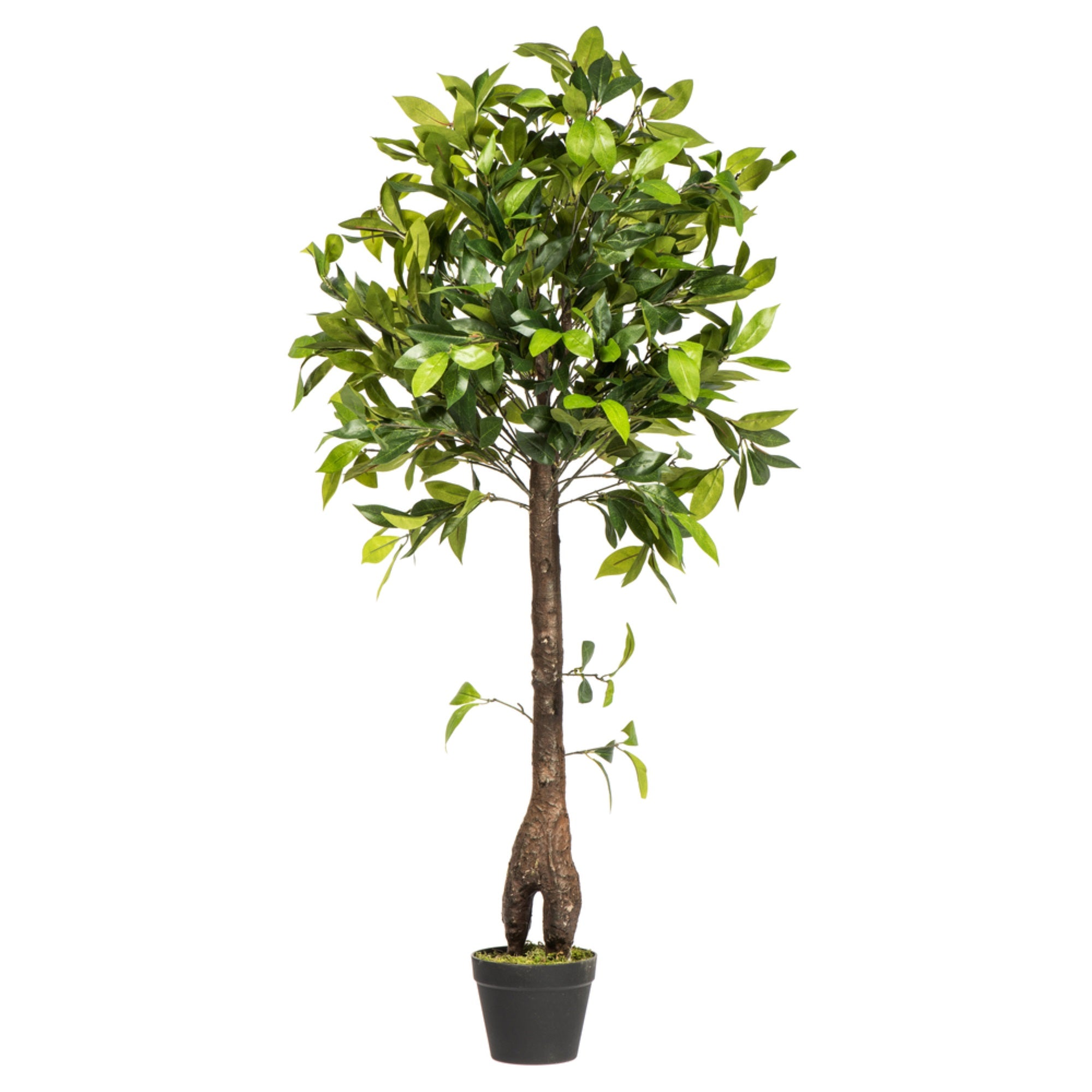 Vickerman 50″ Artificial Potted Camellia Tree.