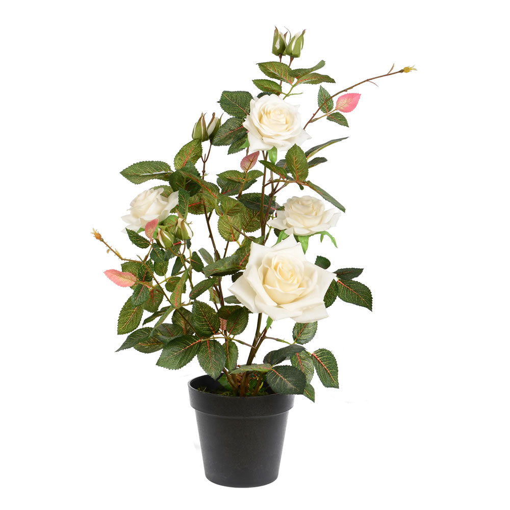 Vickerman 21” White Rose Plant in Pot - TA181711