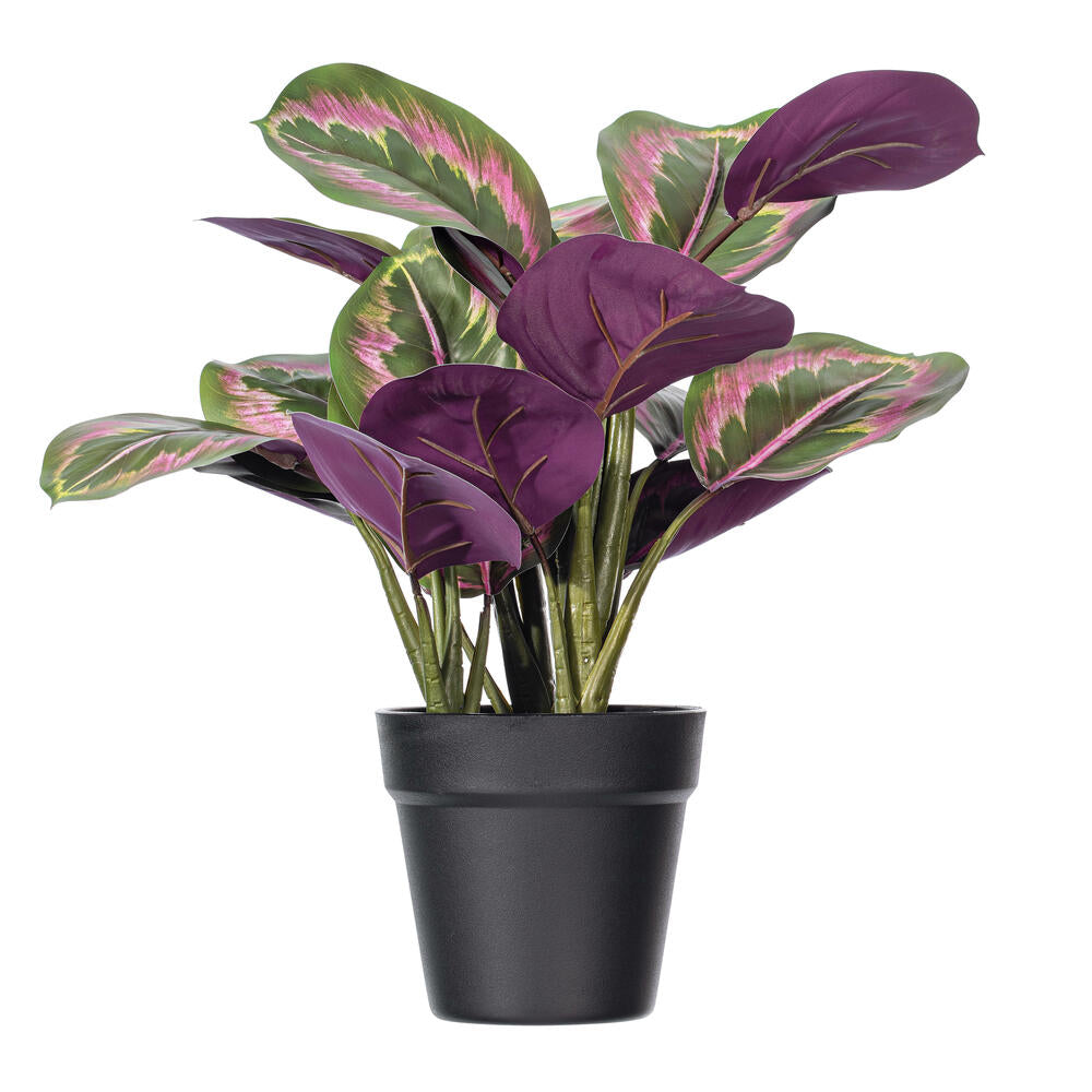 16″ Calathea Roseopicta in Black Pot