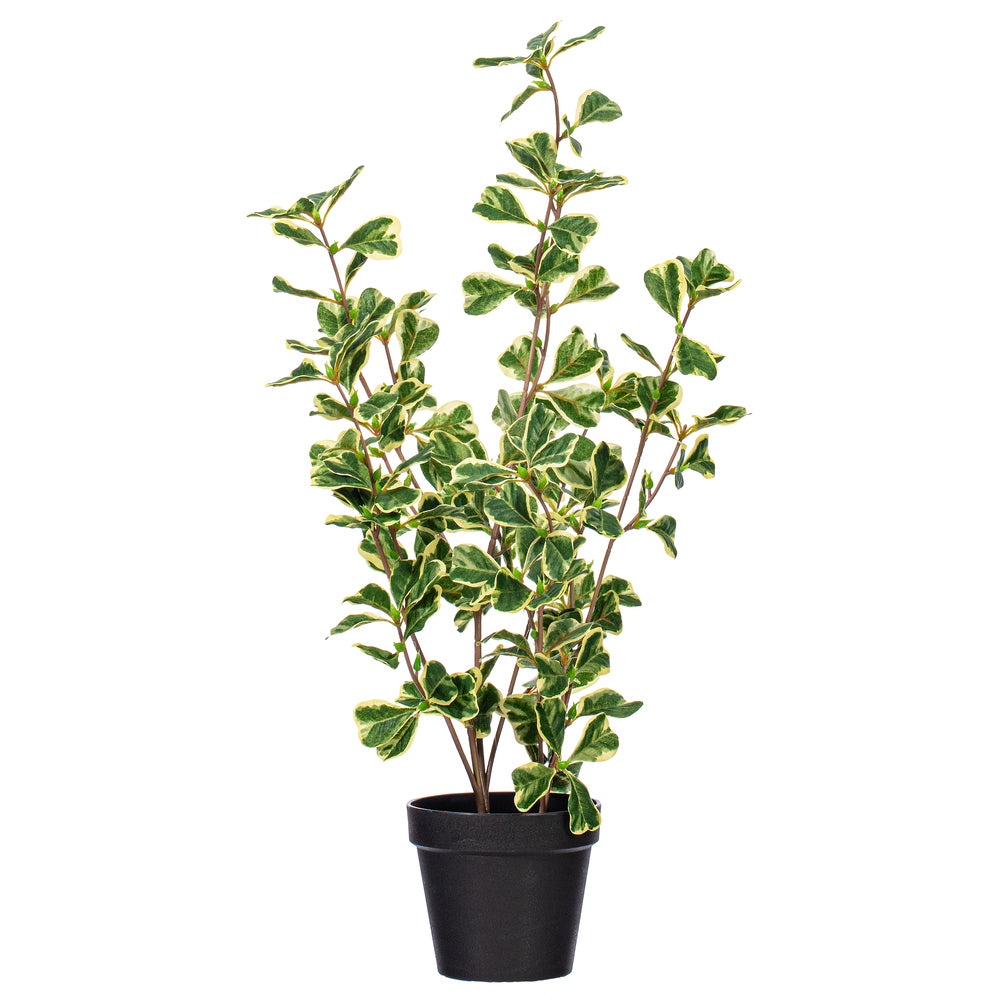 24″ Variegated Triangle Ficus Potted