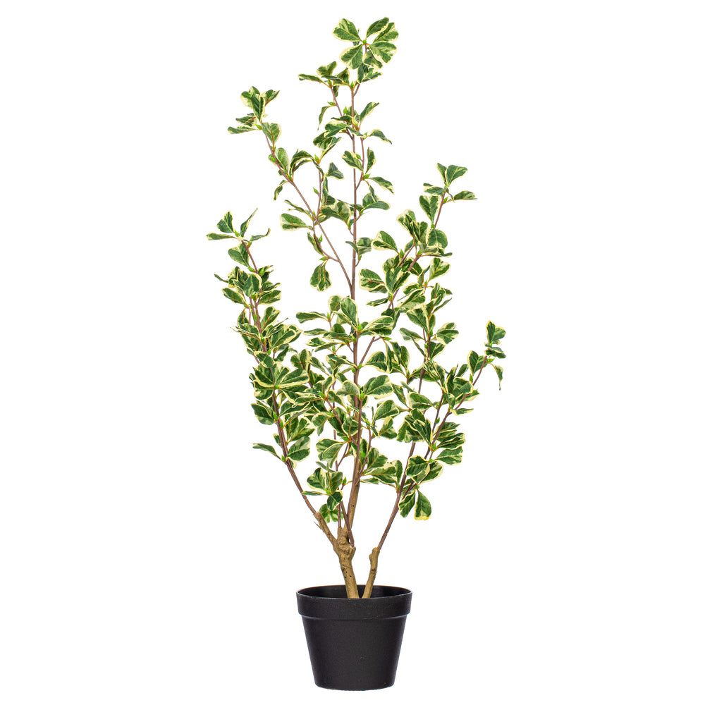 36″ Variegated Triangle Ficus Potted