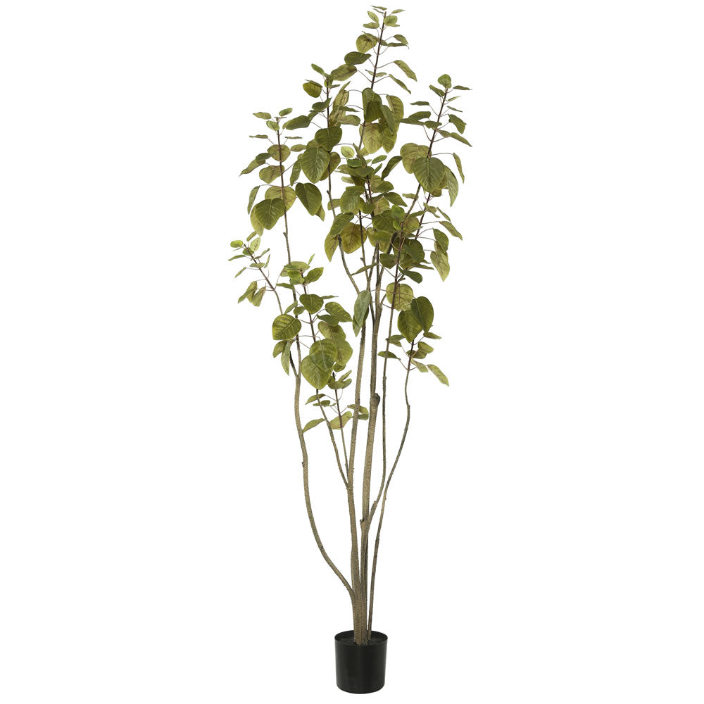 Vickerman 5' Cotinus Coggygria Tree w/Pot-Green - TB170160