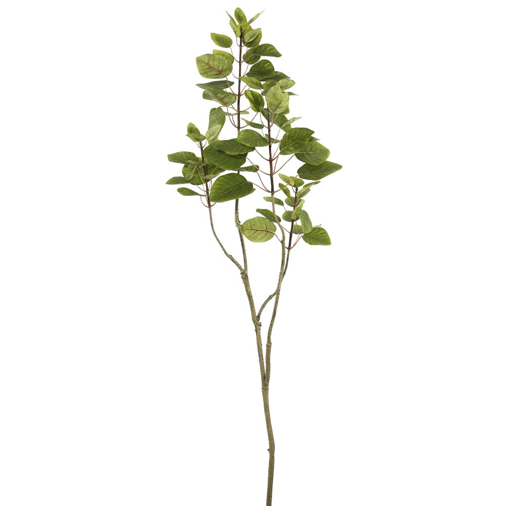 Vickerman 4' Cotinus Coggygria  Branch-Green - TB170301
