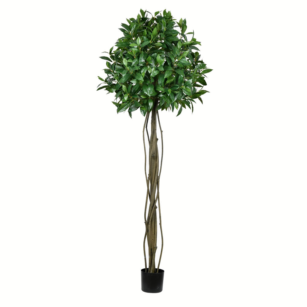 Vickerman 6' Potted Bay Leaf Topiary 1008 Leaves - TB190360