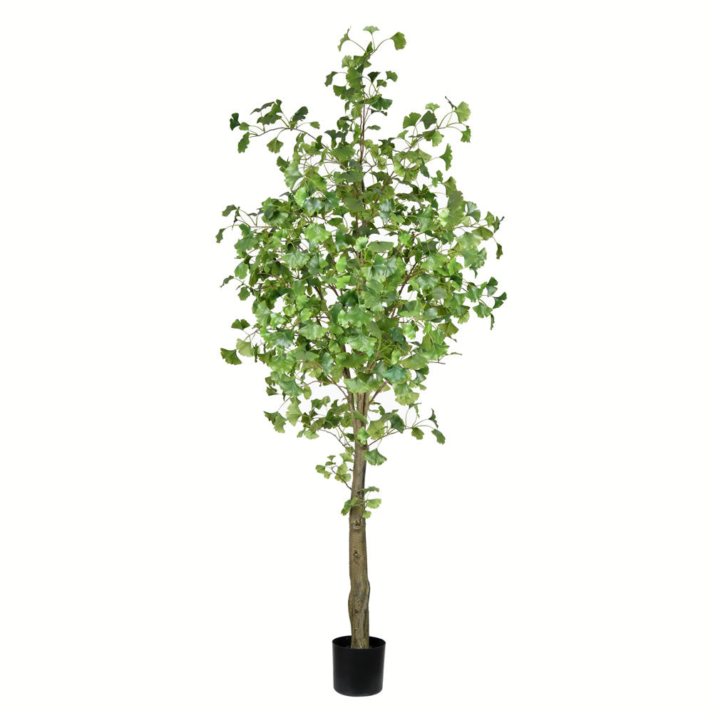 Vickerman 7' Potted Ginko Tree 960 Leaves - TB190670