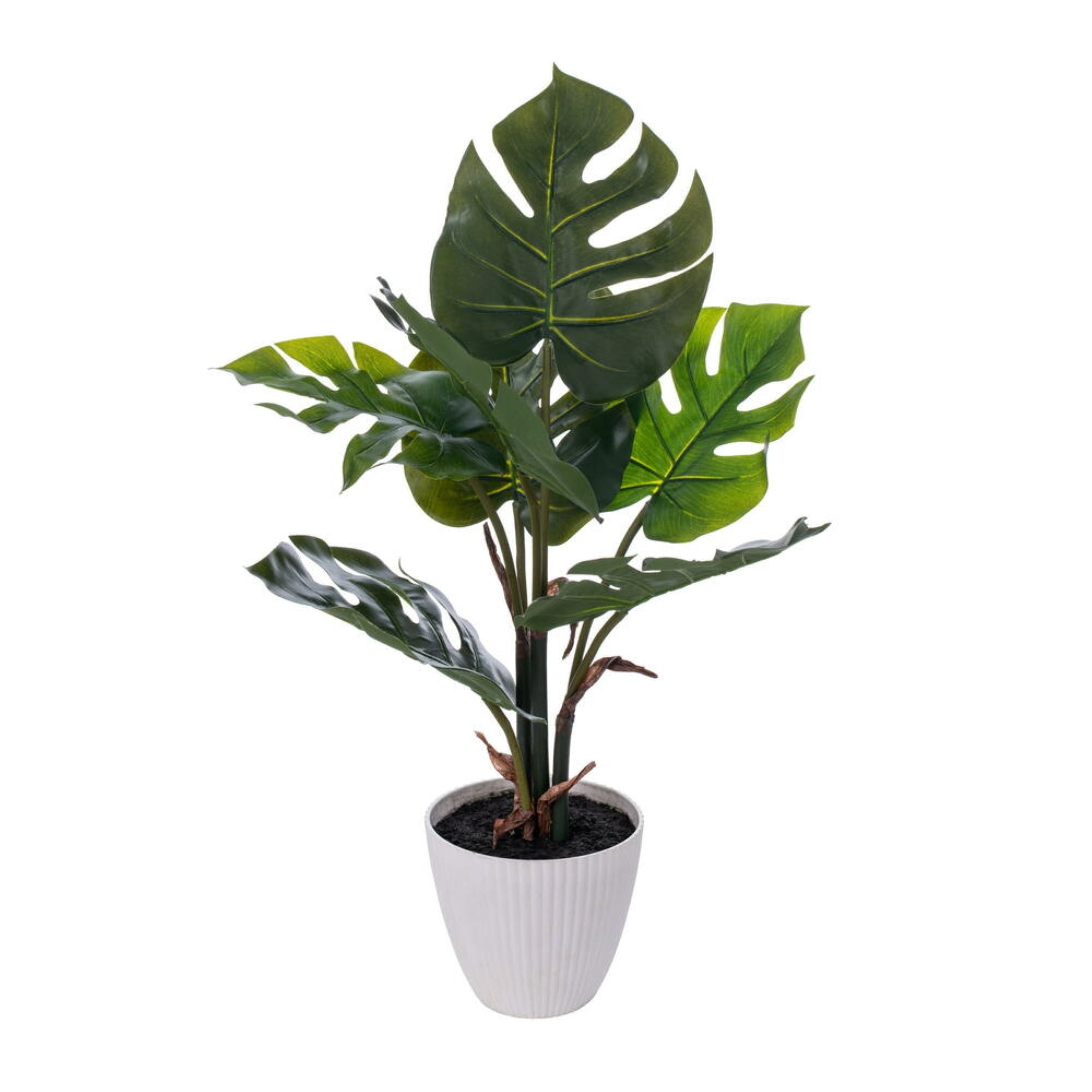 18” Green Monstera Plant x7 in White Pot