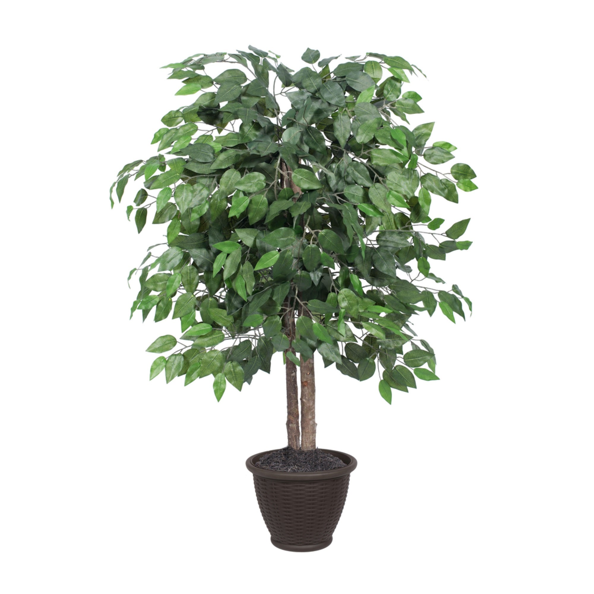 4' Ficus Bush in Brown Plastic Pot