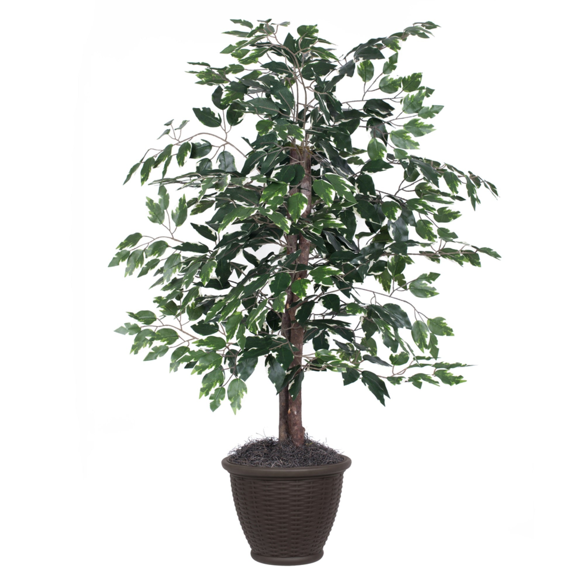 4' Variegated Ficus Bush in Brown Pot
