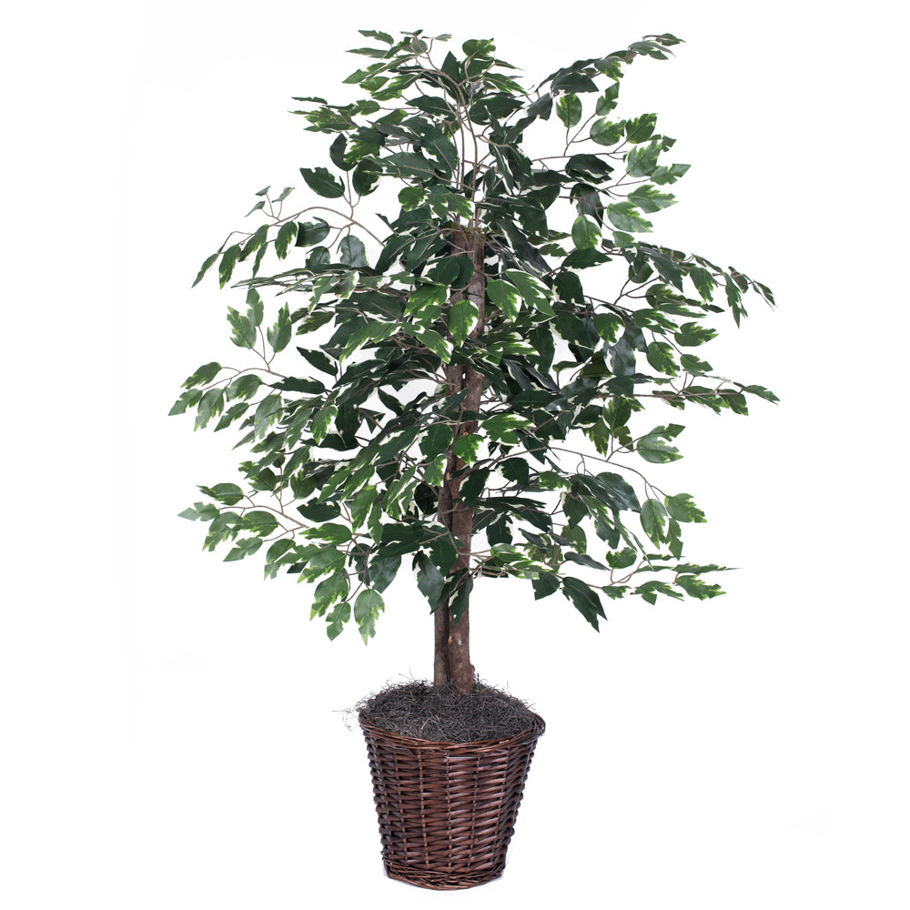 Vickerman 4' Variegated Ficus Bush - TBU0240