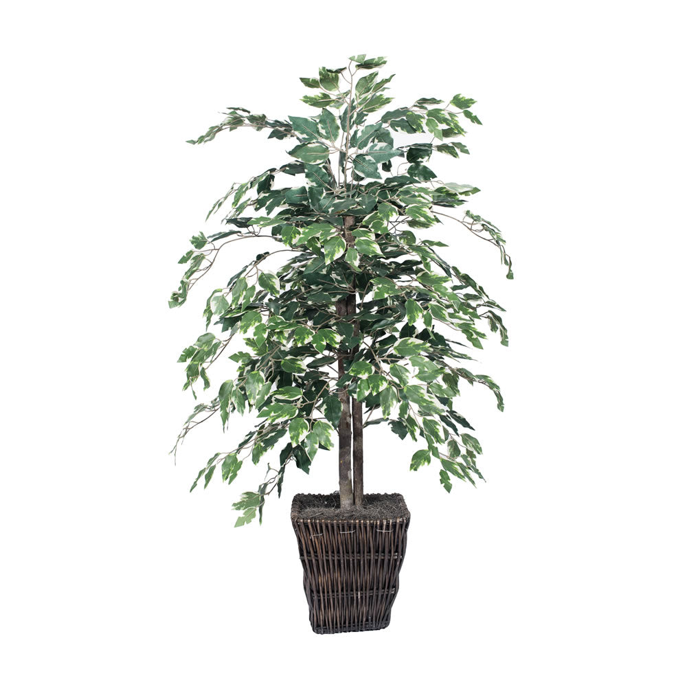 Vickerman 4' Variegated Ficus Bush in Sq Willow - TBU0240-0414