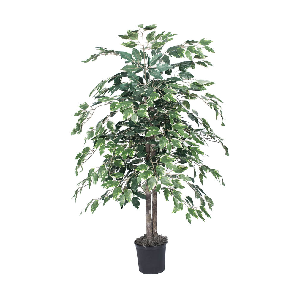 Vickerman 4' Variegated Ficus Bush - TBU0240-06