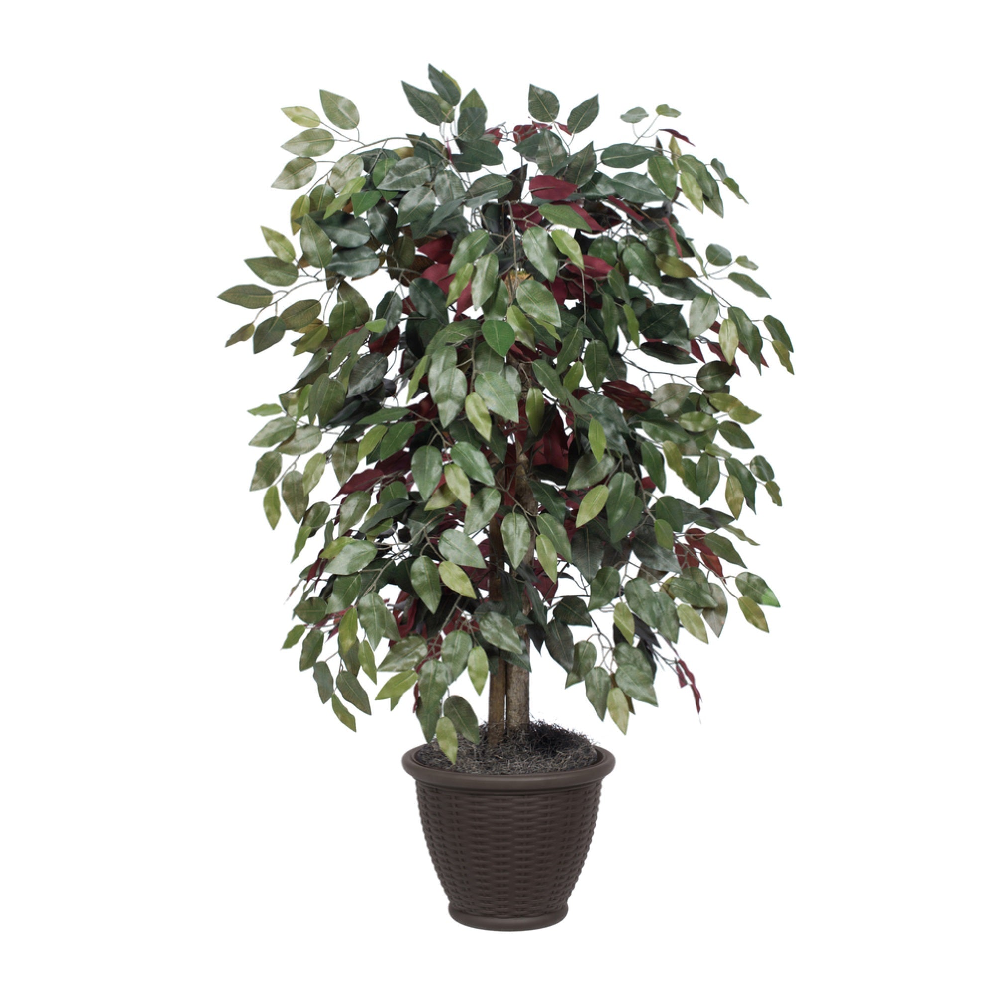 4' Capensia Bush in Brown Plastic Pot