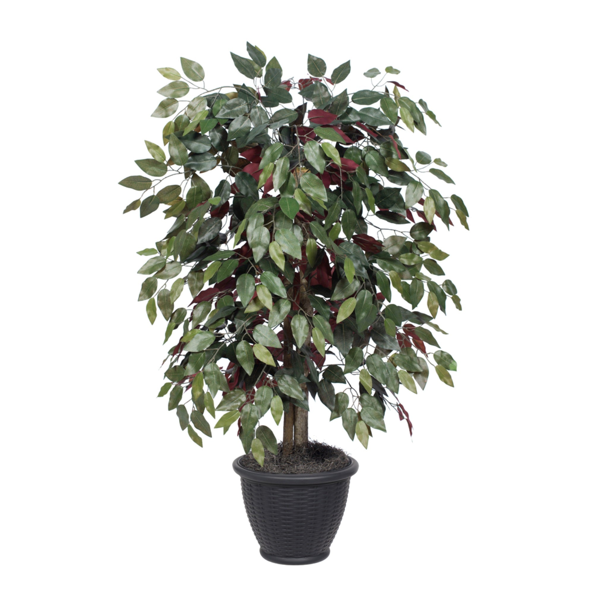 4' Capensia Bush in Gray Plastic Pot