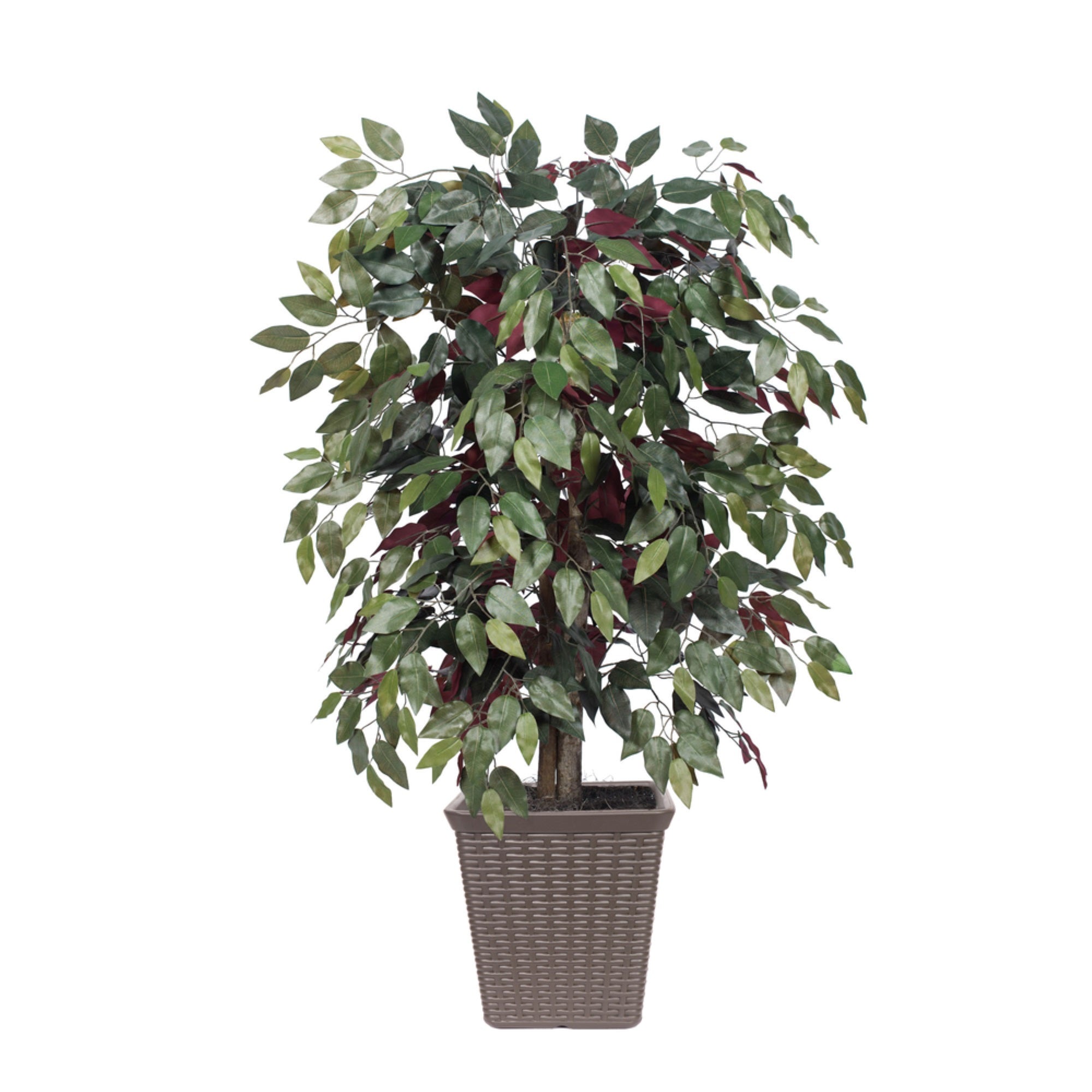 4' Capensia Bush Square Brown Container