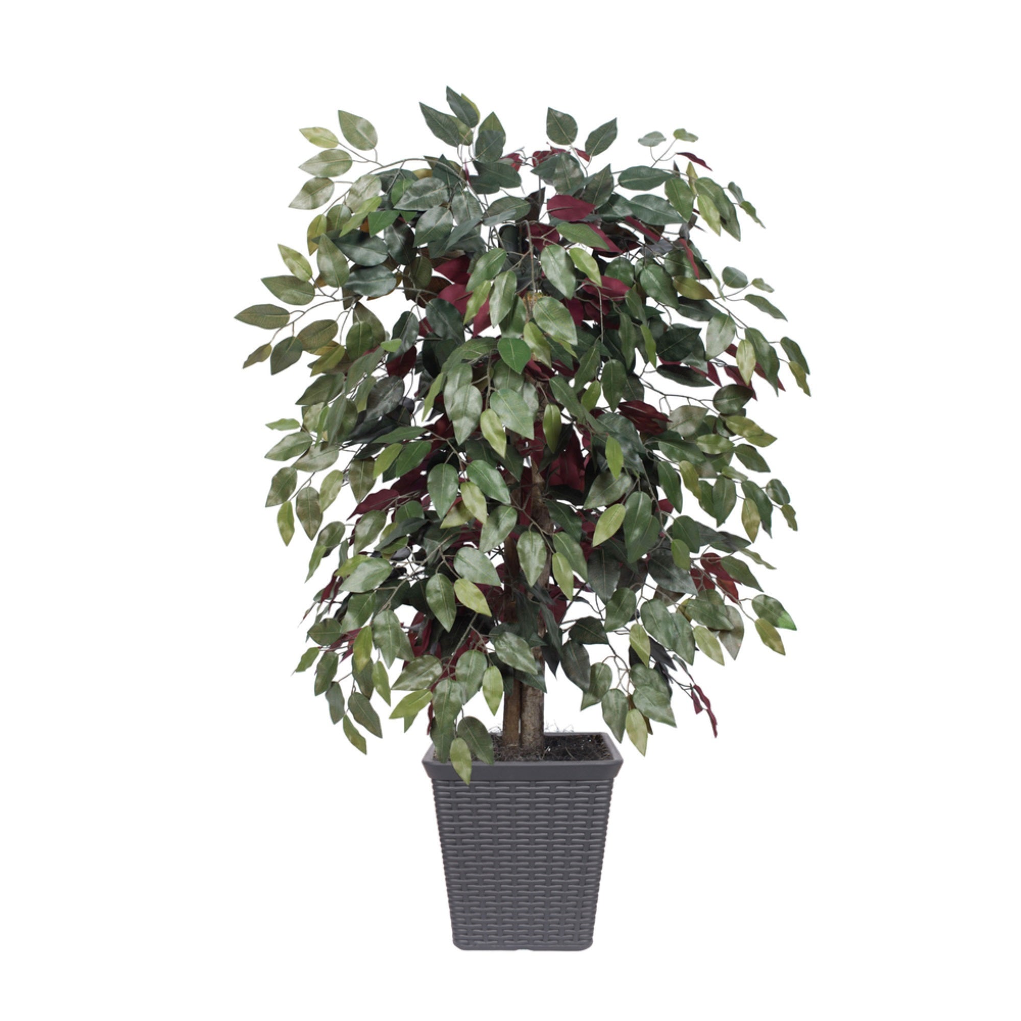 4' Capensia Bush Square Gray Container